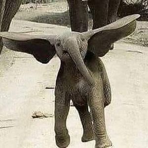 Meet your Posher, Kelline